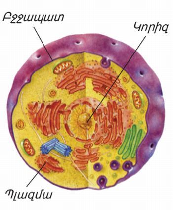 Ցիտոպլազմա, բջջի հիմնական օրգանոիդները — 💗Մարիաննա Մանուկյան 💗